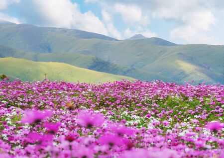 野山に咲く花の写真 イラスト素材一覧 18 651件 ストックフォトのamanaimages Plus