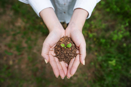 Woman's hand holding sprout plant, seedling plant in ground. Top view. Saving earth and planting...