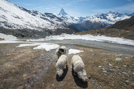 Blacknose sheep on highland in Zermatt, Switzerlandの写真素材