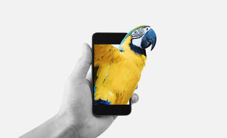 Hand holding mobile smart phone, Macaw bird get out of mobile deviceの写真素材