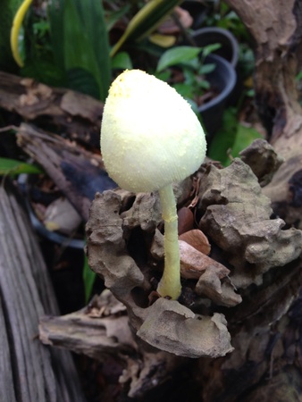 Mushroomの素材