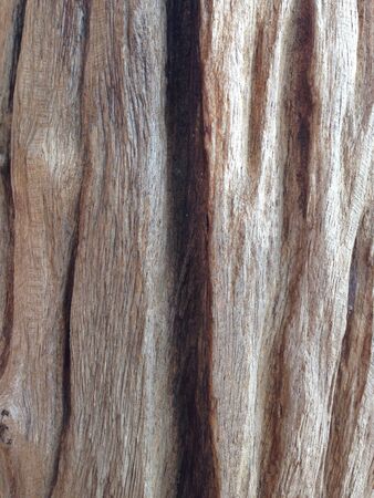 Tree barkの素材