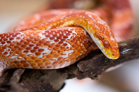 Amel Motley Corn Snake wrapped around a branch