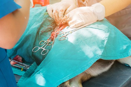 Surgical of dog on surgical tables under general anesthesia and veterinary surgeons. Veterinarians conducting surgery.の写真素材