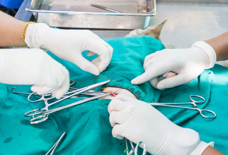 Sterilization of cat on surgical tables under general anesthesia and veterinary surgeons Veterinarians perform cat neutering surgeryの写真素材