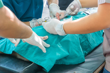 Sterilization of dog on surgical tables under general anesthesia and veterinary surgeons...