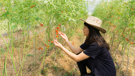 Farmers picking fresh organic tomatoes in her garden on sunny days. Ideas for growing organic vegetables.の写真素材