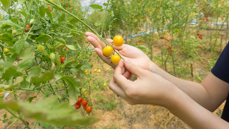 Farmers picking fresh organic tomatoes in her garden on sunny days. Ideas for growing organic vegetables.の写真素材