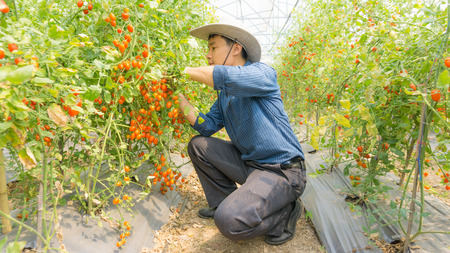 Farmers picking fresh organic tomatoes in her garden on sunny days. Ideas for growing organic...
