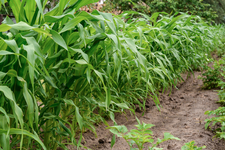 Green corn field in agricultural gardenの写真素材