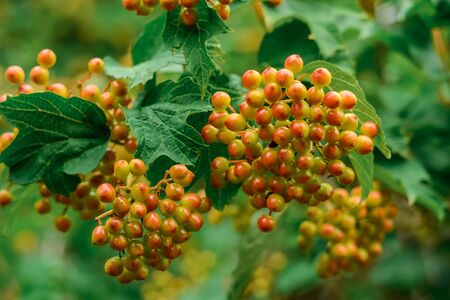 Closeup of Bunch of Ashberries on the Branchの写真素材