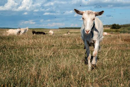 A goat grazes in a meadowの写真素材