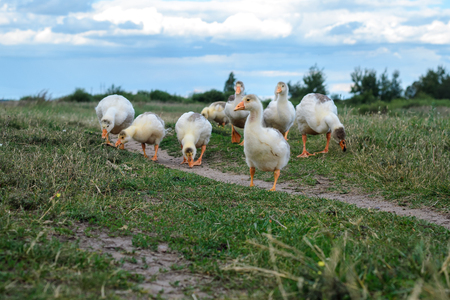 Geese on the grass in a meadowの写真素材