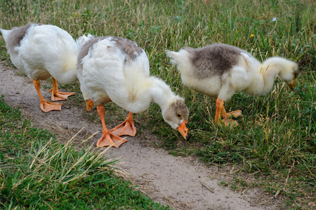 Geese on the grass in a meadowの写真素材