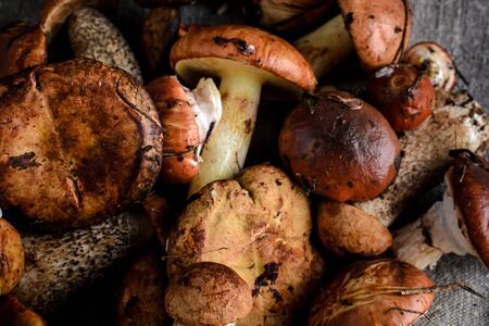 a lot of mushrooms on a gray backgroundの写真素材