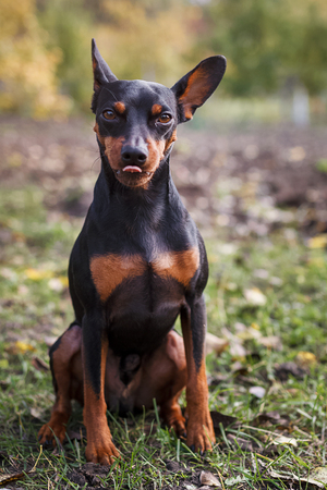 Cute dwarf pincher puppy on the grass.の写真素材