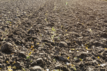 plowed field field in autumn after harvesting. The field fills the entire frameの写真素材
