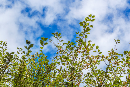 green plant in the foreground against a blue cloudy skyの写真素材