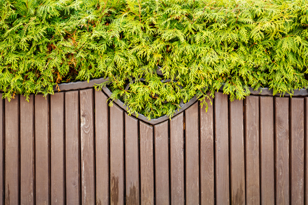 green vegetation hangs over a wooden benchの写真素材