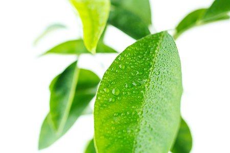 Large drops of water on a piece of mandarin tree. Isolate on white backgroundの写真素材