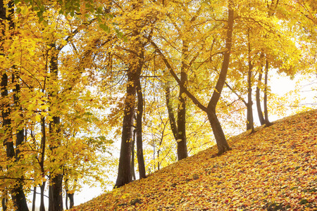 Autumn trees on the slope of the mountainの写真素材