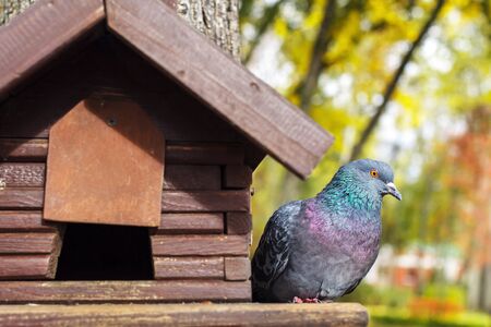 dove sits on a bird house on a tree in a summer forest.の写真素材