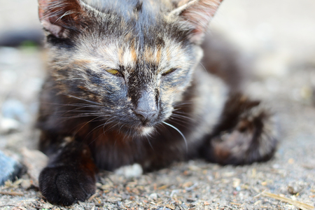 gray cute nice kitten with closed eyes resting on nature. Close-upの写真素材