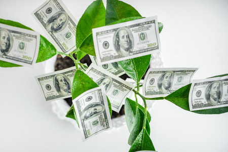 Dollars, money, growing on the branches of a green tree on white background. Money tree, revenue growth.の写真素材