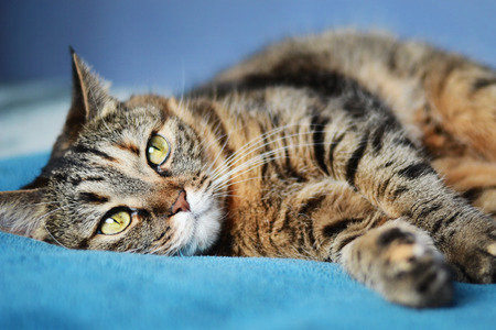 a portrait of a striped cat with green eyes lies on a blue veil. Close-upの写真素材