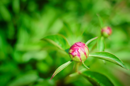 Blooming pink peony bud in the garden. Close up photoの写真素材