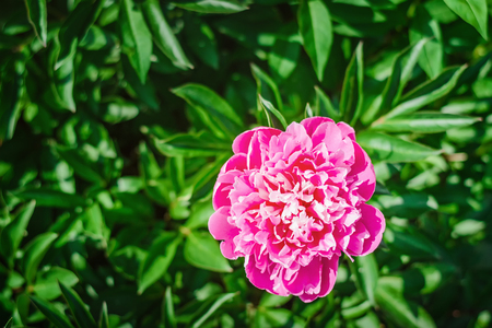 Blooming pink peony flower in the garden. Closeup photoの写真素材