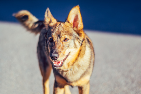 Homeless dog mongrel on deserted street on summer dayの写真素材