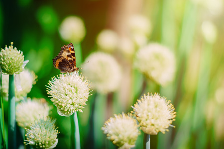Butterfly on the flowering onion field. Toned photoの写真素材