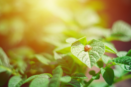 Colorado beetle on sheet of potato bush, concept of dangerous pest for agriculture, toned photoの写真素材