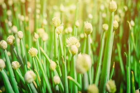 blooming flowers of onion in summer sunny gardenの写真素材