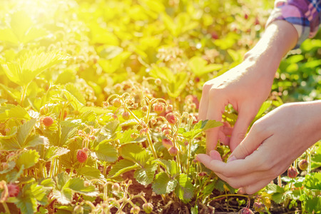 woman's hands picking strawberries in summer garderの写真素材