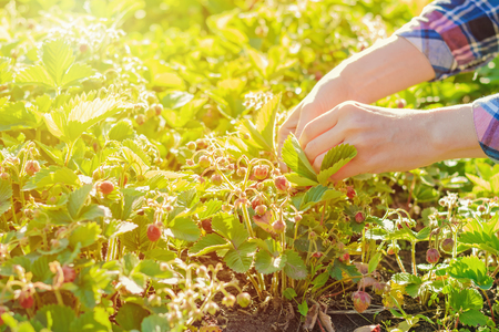 women's hands picking strawberries in summer garden, toned photoの写真素材