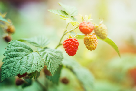 Ripening raspberries on bush in summer garden close-up