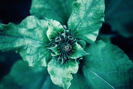 Close up burdock plant top view. Abstract floral trendy toned template pattern backgroundの写真素材