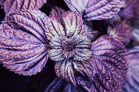 Leaves of purple basil closeup, top view abstract patternの写真素材