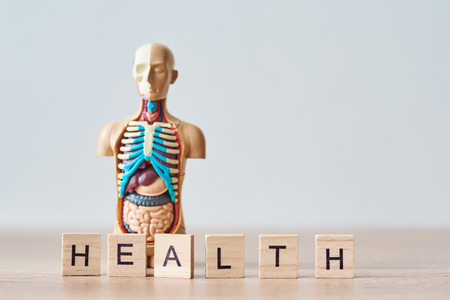 Anatomy human body model and word health made of wooden blocks on white background with copy spaceの写真素材
