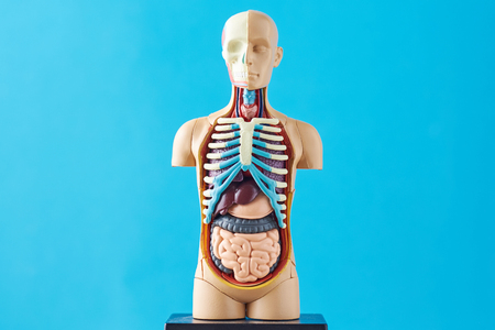 Human anatomy mannequin with internal organs on blue backgroundの写真素材