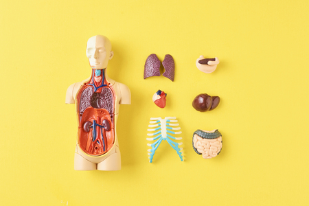 Human anatomy mannequin with internal organs on yellow background top viewの写真素材