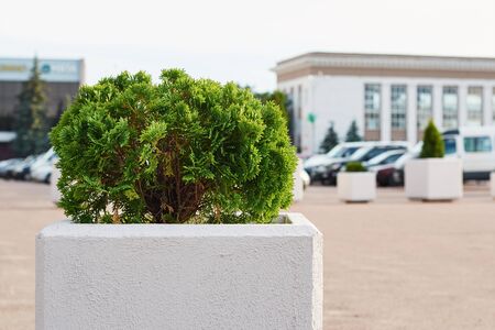 Plant green bush on city square. Urban landscape designの写真素材
