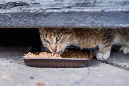 Homeless cateating at street from plastic bowlの写真素材