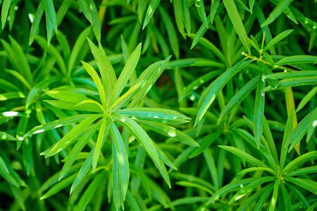 Background of green plant like a cannabis, closeupの写真素材