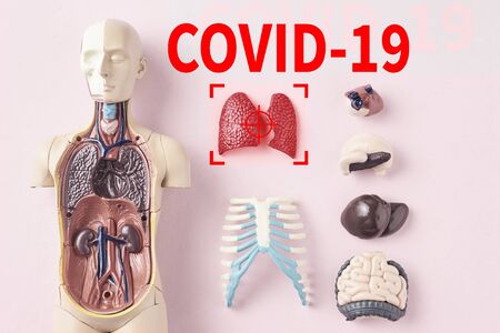 Coronavirus epidemic concept. Virus COVID-19 infects human lungs and causing pneumonia. Anatomy modelの写真素材