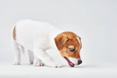 Jack russel terrier dog on a white backgroundの写真素材