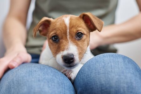 Woman playing with her jack russel terrier puppy dog. Good relationships and friendship between owner and animal petの写真素材