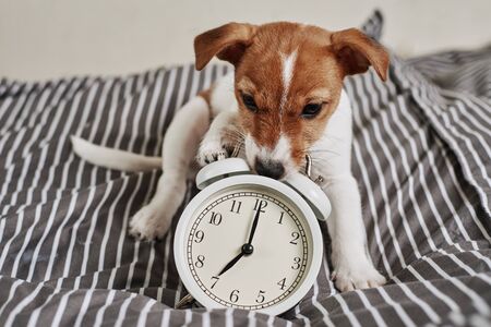 Jack russell terrier dog nibbles vintage alarm clock in bed. Wake up and morning conceptの写真素材